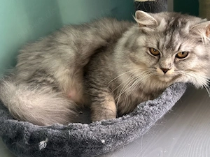 Babykatzen abgabe bereit 