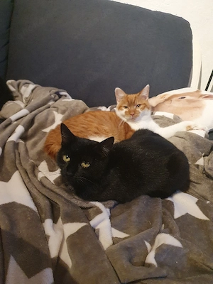 Geschwisterpaar sucht liebevolles Zuhause 