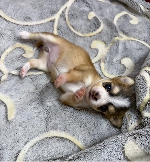 Langhaar Chihuahua-Welpen mit Ahnentafel abzugeben   