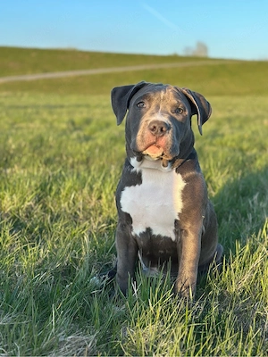 American Bully Welpe sucht ein zu Hause