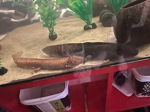 Männlicher Kupfer Axolotl 