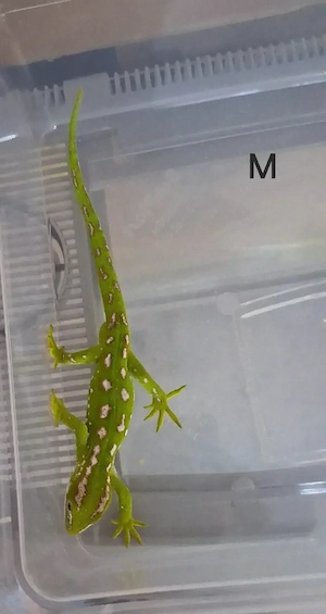 Naultinus graii Gecko