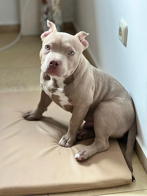 American Bully Pocket