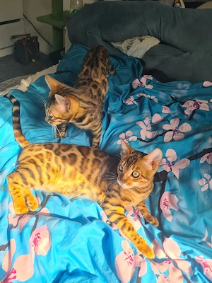 Bengal Geschwister kitten 16 Wochen alt