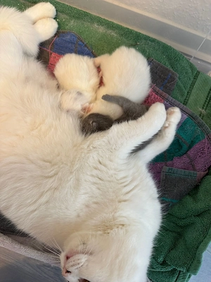 BKH Kitten weiß  grau