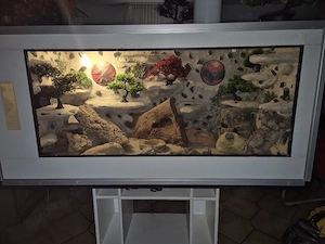 wunderschönes Traum Terrarium 