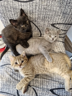 Britisch Kurzhaar Bkh Kitten in 10 Tagen Abgabe 