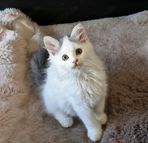 Maine Coon Kitten