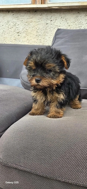 Yorkshire Terrier Welpen
