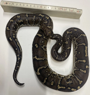 Angolapythons 