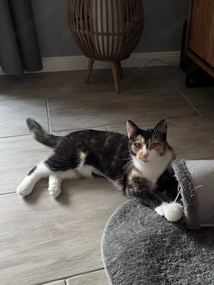 Wunderschöne Glückskatze 8 Monate sucht Traumzuhause mit Garten und Familienanschluss 