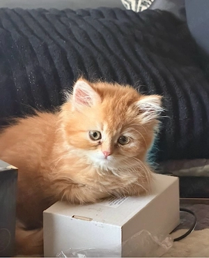 süße perser x britisch langhaarige katze sucht ein neued zuhause 