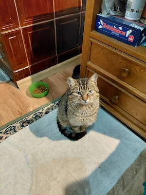 Max - ein kleiner Kämpfer mit großem Herzen sucht sein Zuhause Bild 3