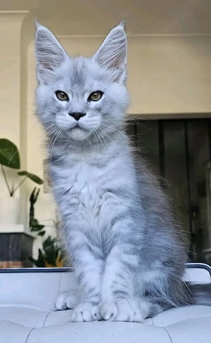 Wunderschöne Maine Coon Kitten suchen ein liebevolles Zuhause   