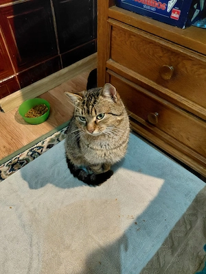 Max - ein kleiner Kämpfer mit großem Herzen sucht sein Zuhause Bild 2