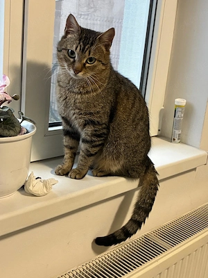 Max - ein kleiner Kämpfer mit großem Herzen sucht sein Zuhause