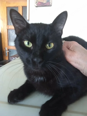 Schwarze Schönheit, Kater, kastriert
