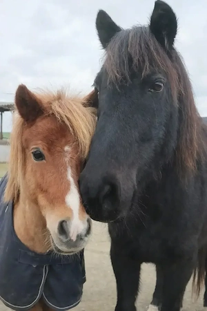 Pferdefreundin gesucht