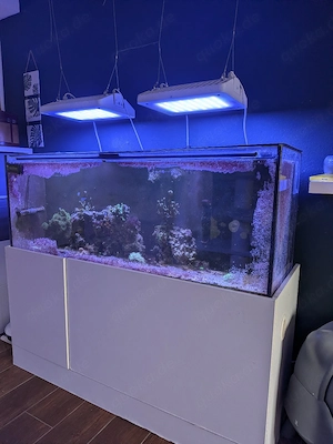 meerwasser aquarium 500l