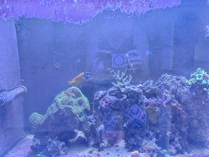 Meerwasser Fuchsgesicht, anemonenfischpärchen 