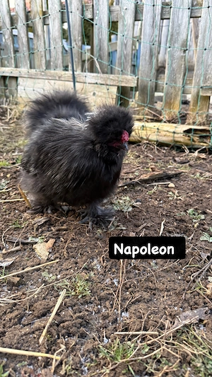 Zahmer Zwerghahn abzugeben