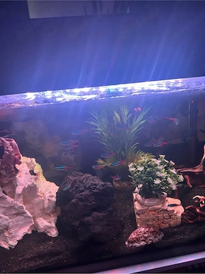 diverse Aquarien Fische 