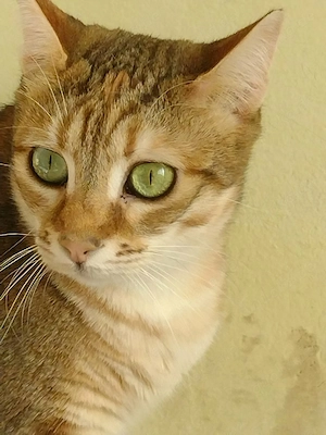 IZZY, Kätzin in aussergewöhnlicher Farbe Bild 3