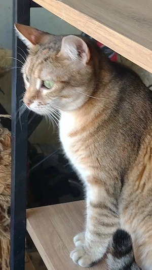 IZZY, Kätzin in aussergewöhnlicher Farbe Bild 5