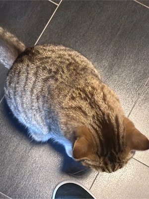 BKH Brittisch Kurzhaar 9 Monate Bild 5