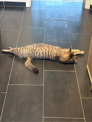 BKH Brittisch Kurzhaar 9 Monate Bild 4