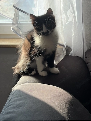 Süße Babykatze 