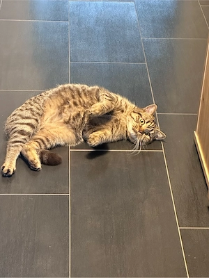 BKH Brittisch Kurzhaar 9 Monate Bild 9