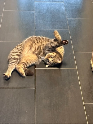 BKH Brittisch Kurzhaar 9 Monate Bild 6