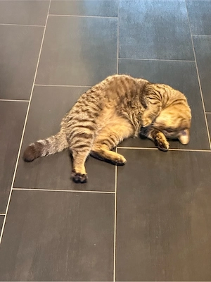 BKH Brittisch Kurzhaar 9 Monate Bild 8