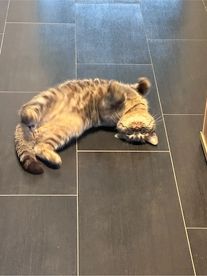 BKH Brittisch Kurzhaar 9 Monate Bild 7