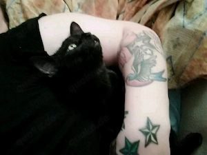 Suche schwarzen Kater 