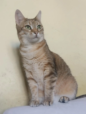 IZZY, Kätzin in aussergewöhnlicher Farbe Bild 4