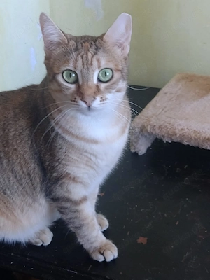 IZZY, Kätzin in aussergewöhnlicher Farbe Bild 2