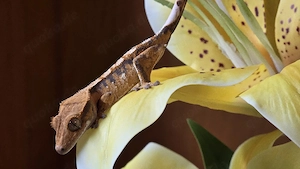 Kronengecko 0.0.1 unbestimmt