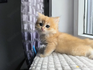 BKH Golden Farbe Kitten 