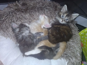 Rauch, Silber und Feuer. 3 Maine Coon Kitten suchen Für-Immer-Zuhause 