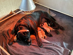 Reinrassige Labrador Welpen abzugeben