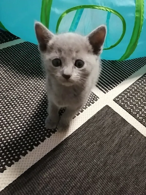 Süße Babykatze sucht ein liebevolles Zuhause 