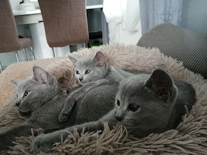 Süße Babykatzen suchen ein liebevolles Zuhause 