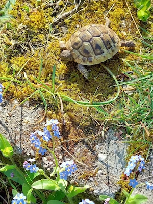 Zweijährige Griechische Landschildkröte