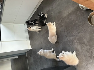 Pomsky Welpen abzugeben. 