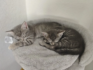 Zwei Katzen suchen ein neues Zuhause 