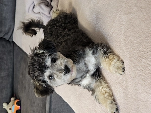 Reinrassiger junger Zwergpudel, Toypudel Rüde