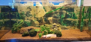 Aquarium mit 2 Axolotl + Zubehör   Komplettset 