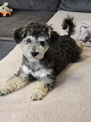 Reinrassiger junger Zwergpudel, Toypudel Rüde